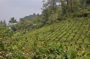 On the Route to Thekkady_DSC7122_H600